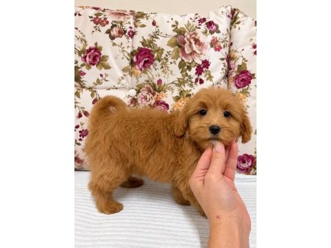 Red maltipoo biblo kızımız
