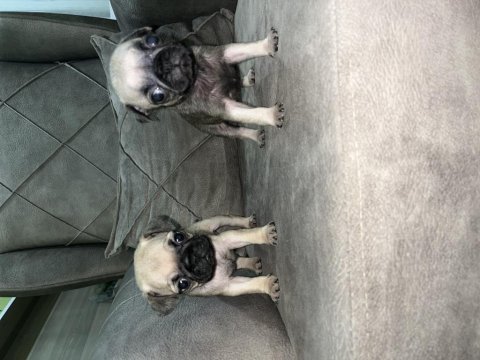Pug köpeği