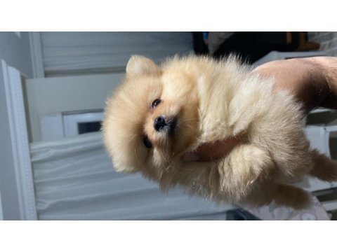 Teacup pomeranian boo 2.5 aylık