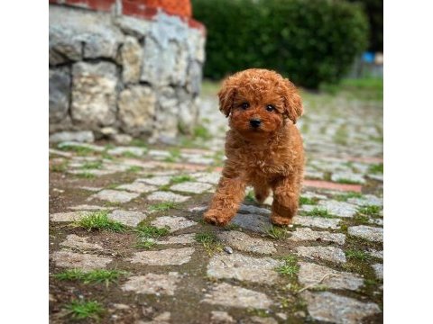 Ruhsatlı üreticiden toy poodle bebekler