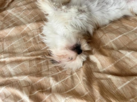 6 aylık safkan dişi shih-tzu (şitsu) yuvasını arıyor