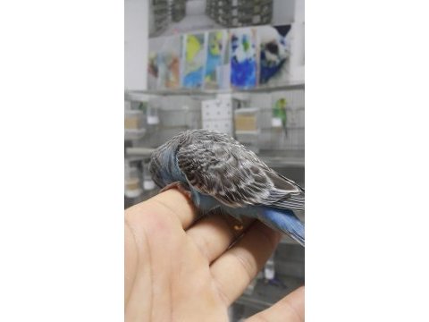 33 ile 38 günlük bebek muhabbet kuşlar