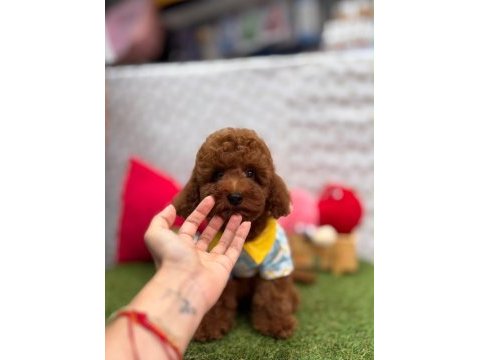Orjinal toy poodle yavrumuz 