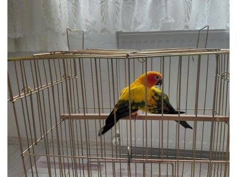 Güneş konur (portakal caique ile takas kabul edilir)