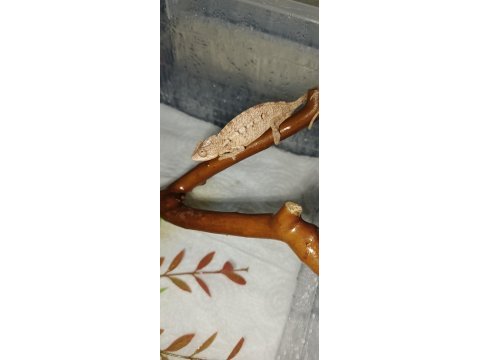Panter bukelemun