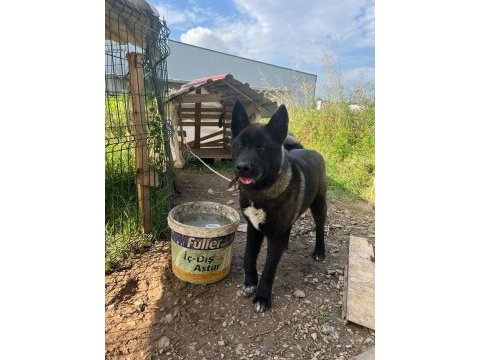 Akita 9 aylik erkek