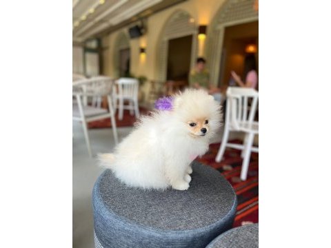 Tam bir bebek pomeranian