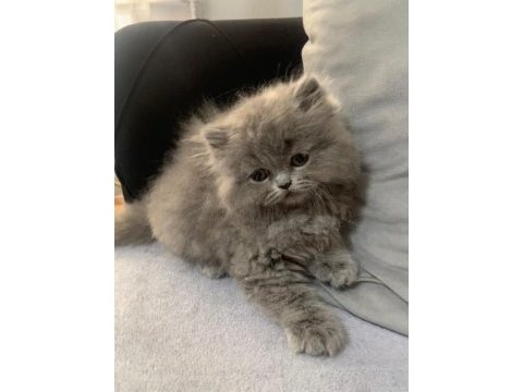 British longhair 55 günlük yavru