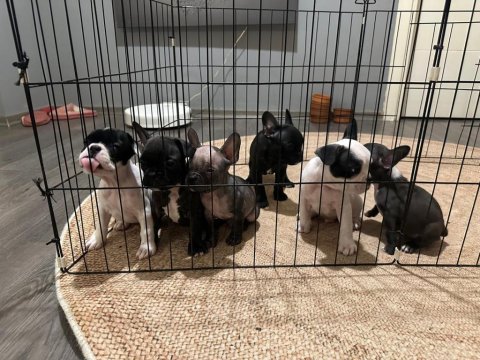 French bulldog 45 günlük