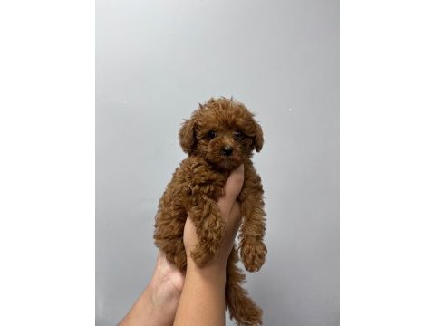 Kore tea cup poodle yavrular