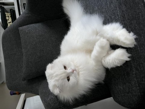 Sağlık sorunlarım sebebiyle scottish fold sahiplendiriyorum
