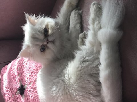 Safkan iran kedimizi ücretsiz sahiplendiriyoruz