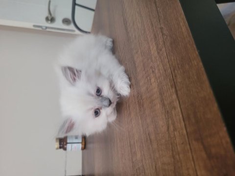 Yavru dişi british longhair