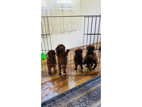 Kore red brown safkan toy poodle köpekler