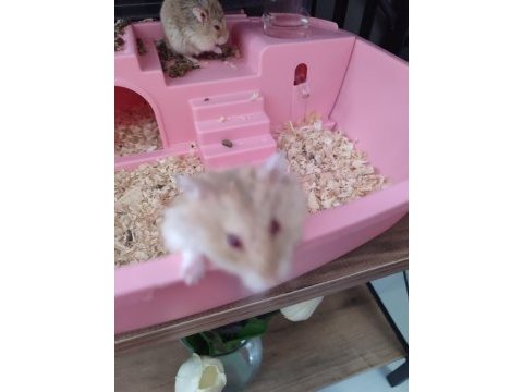 İki adet cüce hamster