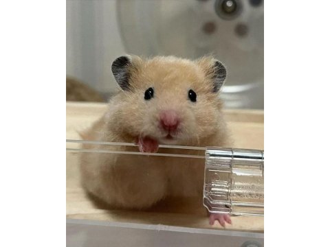 Hamster-gonzales yavrularımız heryere gönderim