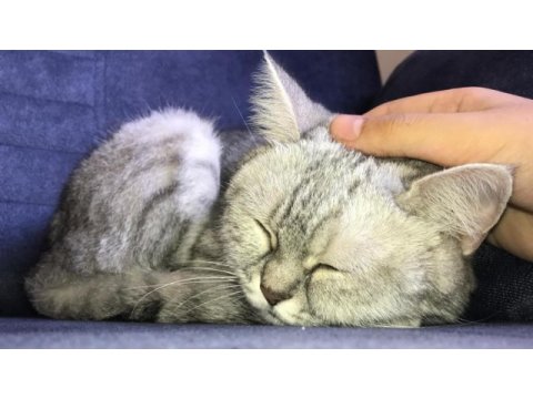 British shorthair ücretsiz