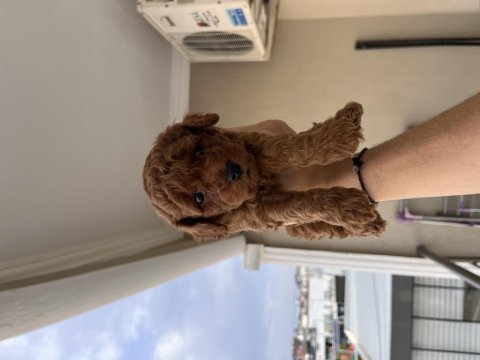 Oyuncu poodle yavrularımız yeni sahiplerini arıyor
