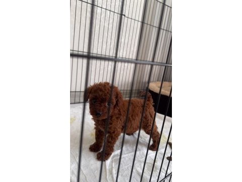Kore toy poodle
