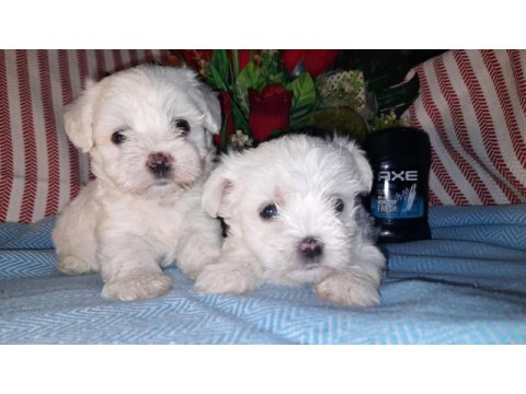 Kore kan maltese bebekler
