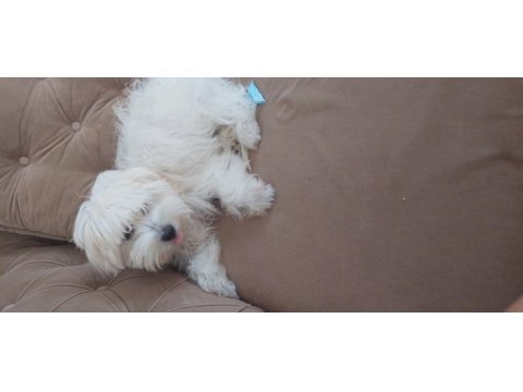 5 aylık dişi maltese terrier