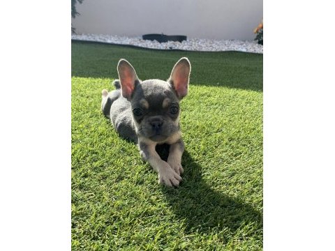 Fransız bulldog lilak tan ve blue yavrular