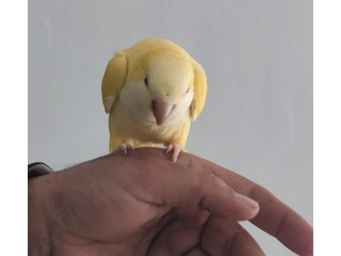 Full evcil el büyütme monk papağanı