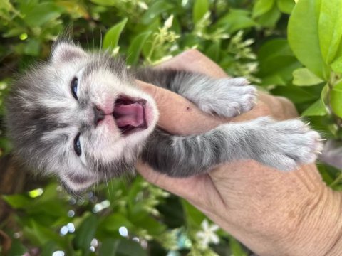 Bizi bilen bilir big calw maine coon