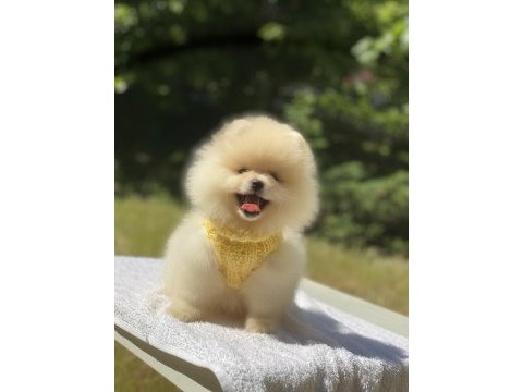 Pomeranian