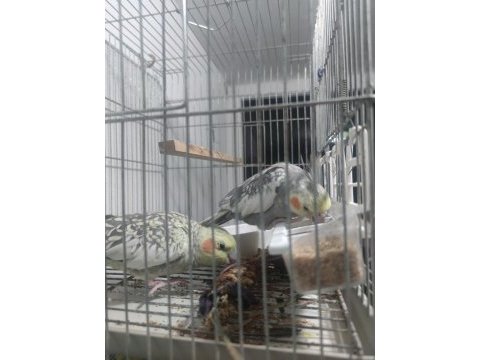 Petshop fiyatına sultan papağanı