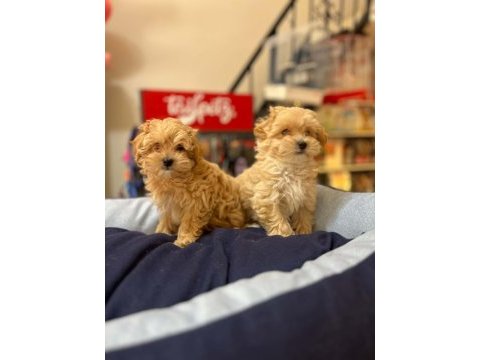 Tüy dökmeyen hi̇poalerjeni̇k safkan malti̇poo 