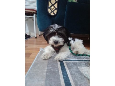 3 aylık maltese terrier