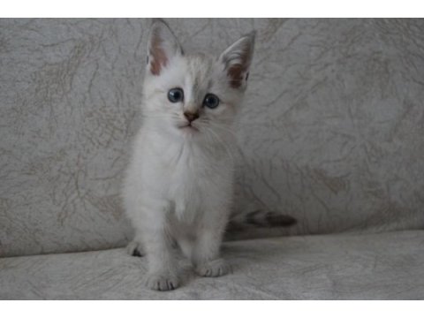 Blue point british shorthair kardeşler