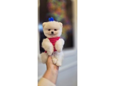 Teacup pomeranian boo dişi erkek yavrular