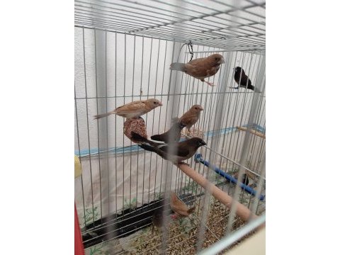 Yavru bengal ispinozlar