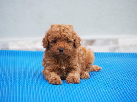 Toy poodle yavrularımız