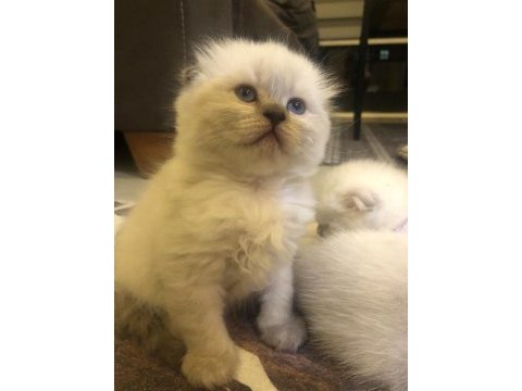 Esmer esmer scottish fold