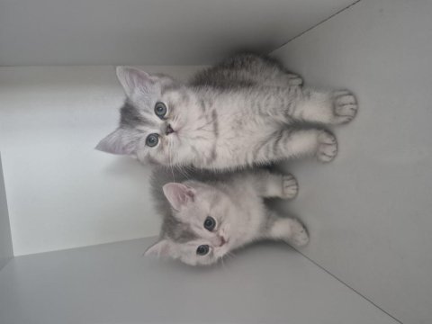 2 aylık british shorthair