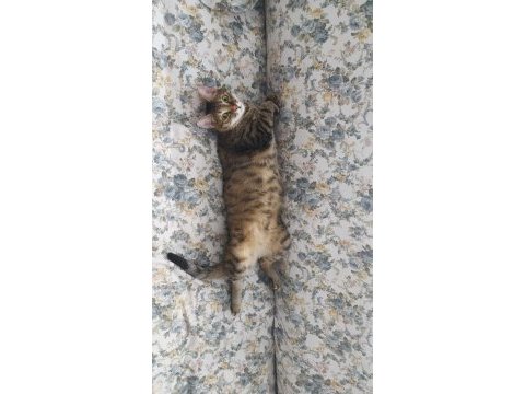 Tatlı tekir kedimiz barınağa gitmesin