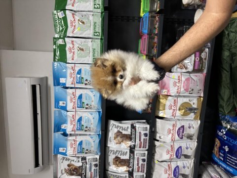 Pomeranian erkek bebeğimiz