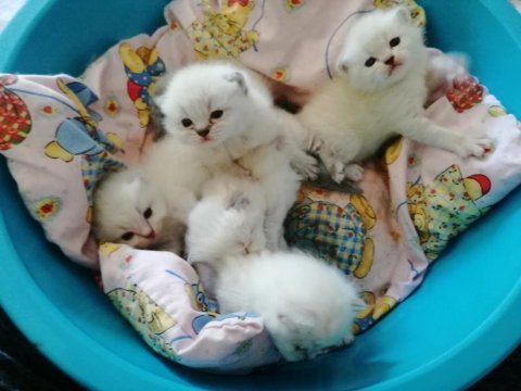 Şecereli anne ve baba scottish fold blue point beyaz