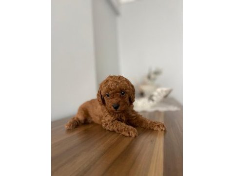 Toy poodle yavruları