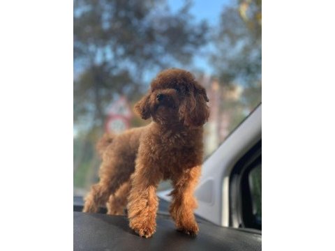 Yetişkin dark red kore poodle erkek kuyruksuz