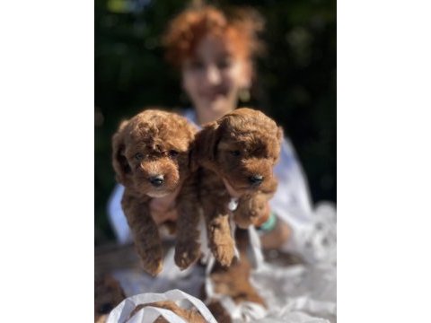 Teacup güzeller güzeli toy poodle bebekler