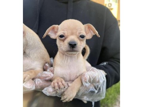 Chihuahua mini severlere