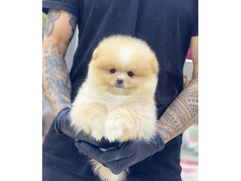 Yeni evlerine gitmeye hazır pomeranian yavruları