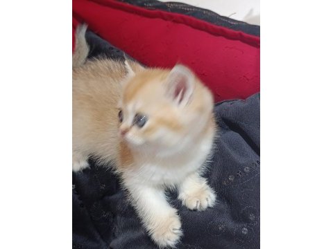 Safkan british golden