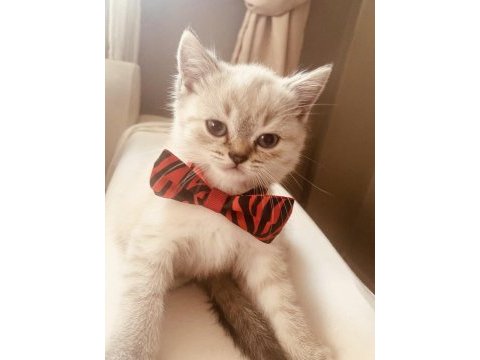 Scottish fold ve british shorthair kediler