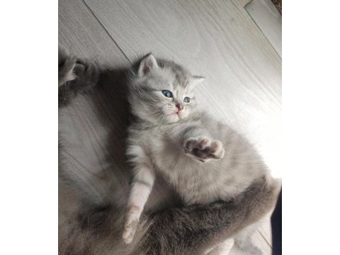 Scottish fold ve straight kedimiz