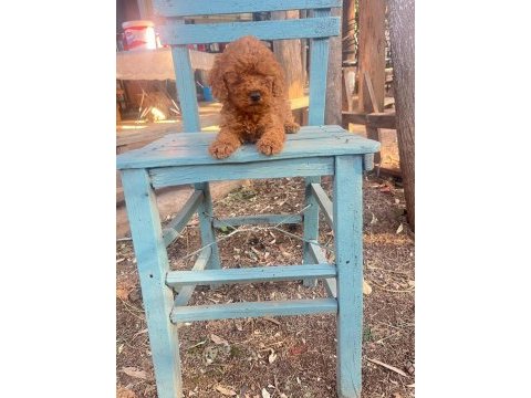 A kalite 1. sınıf toy poodle yavrular